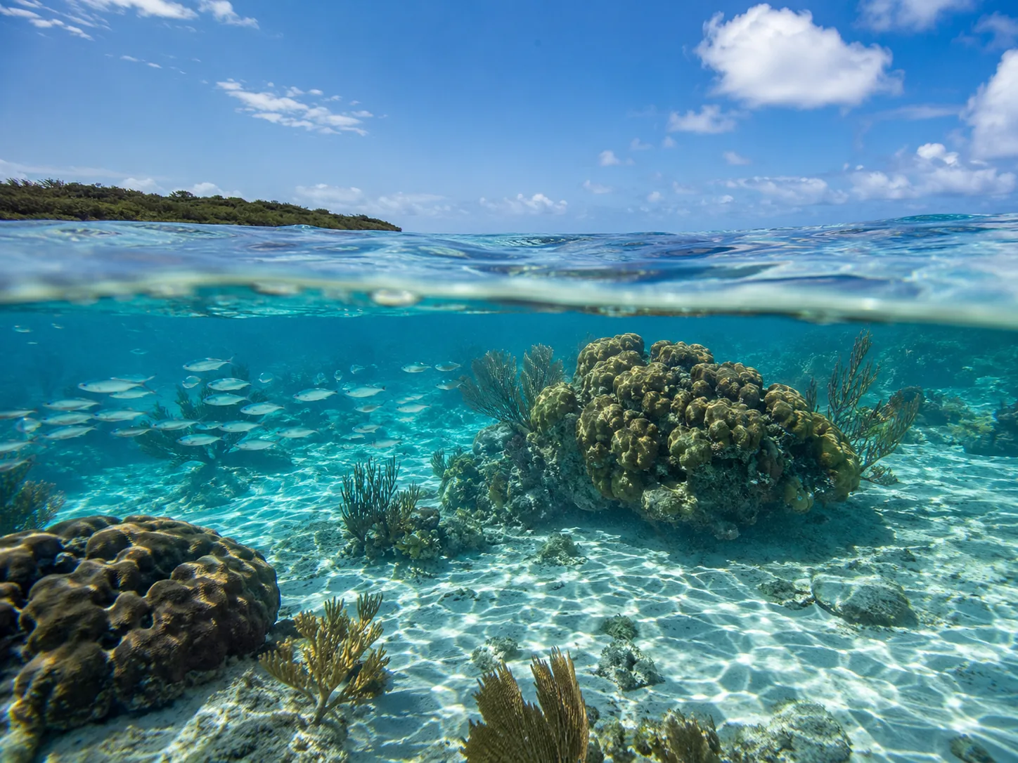 A split-level frame: coral and fish below the surface, sky and a low shore above it